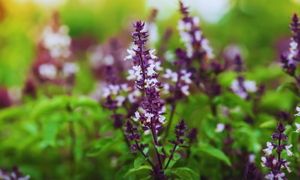 Holy Basil
