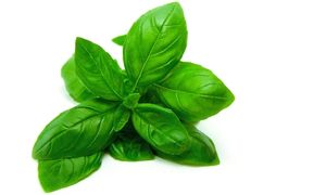 Holy Basil