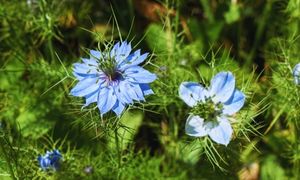 Black Seed