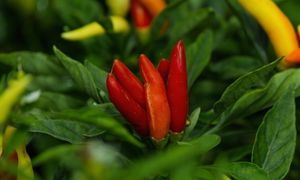Cayenne Pepper
