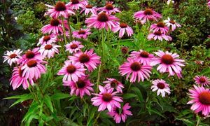 Echinacea
