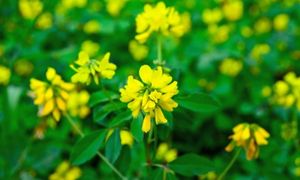 Fenugreek