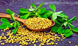 Fenugreek