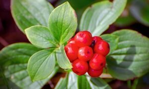Ginseng