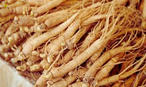 Ginseng