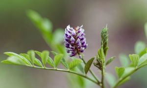 Licorice Root