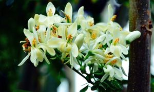 Moringa