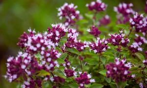 Oregano