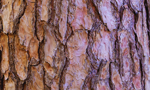 Pycnogenol