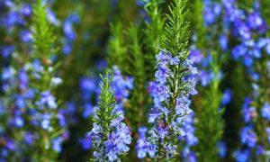 Rosemary