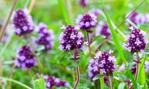 Thyme